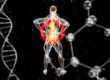 What Are the Best SARMs for Muscle Tissue Research?